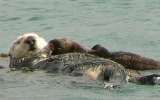 PICTURES/Morro Bay - Otters & Surf/t_Otters17a.jpg